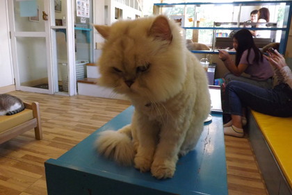 目を合わせようとしない猫